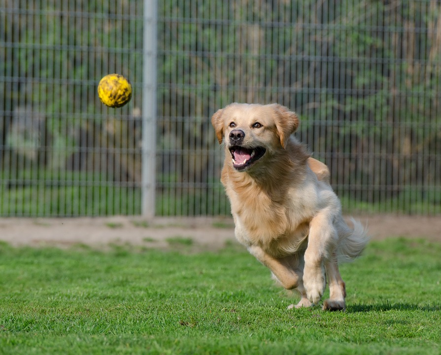 Avviso pubblico area sgambamento cani